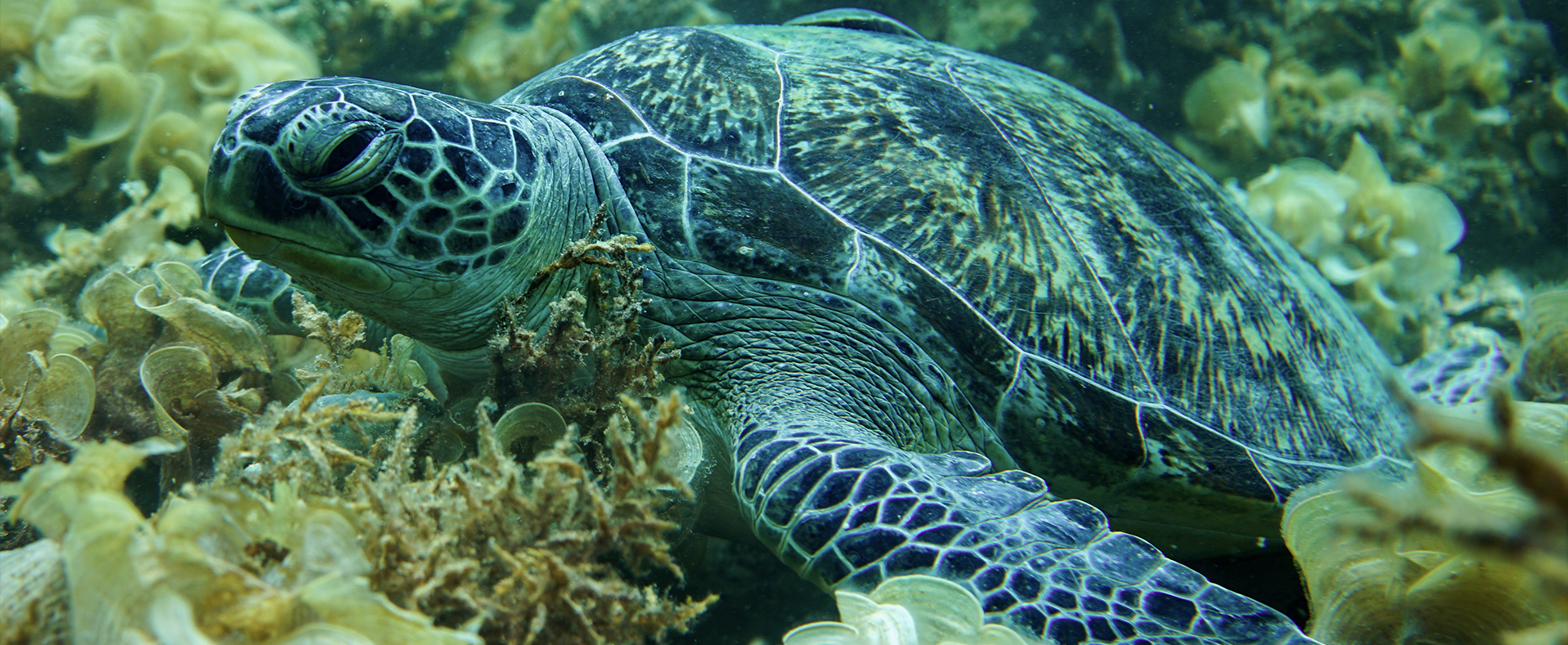Coral reef and turtles diving Port Barton