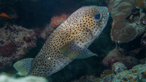 Specialty Diving Certification