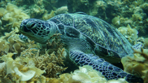 Specialty Scuba Course