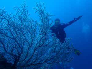 Guided Dive Tour with Sunset Divers Port Barton