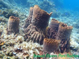 Port Barton Coral Formations — Dive Tours