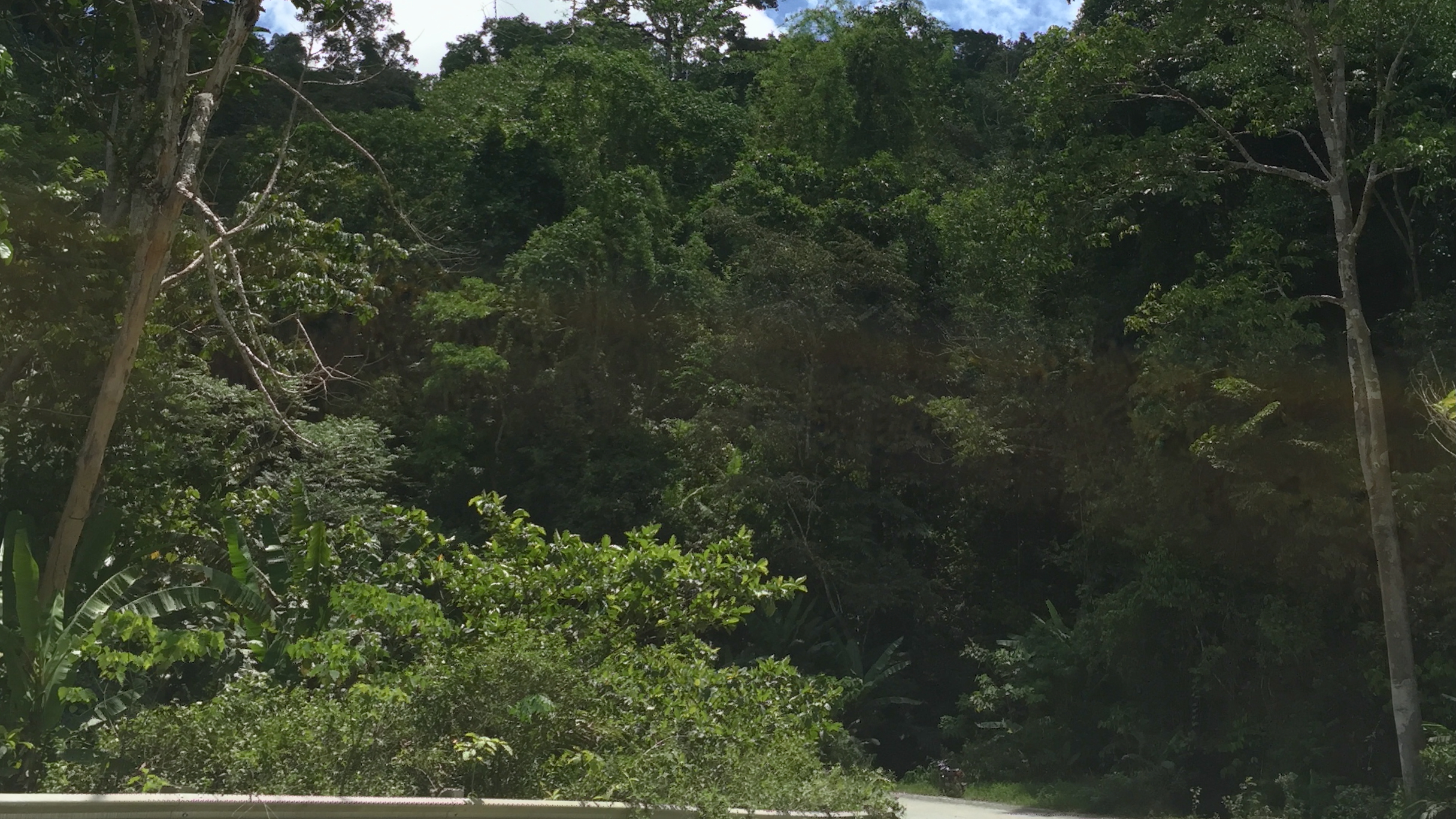 Rainforest road leading to Port Barton through the jungle