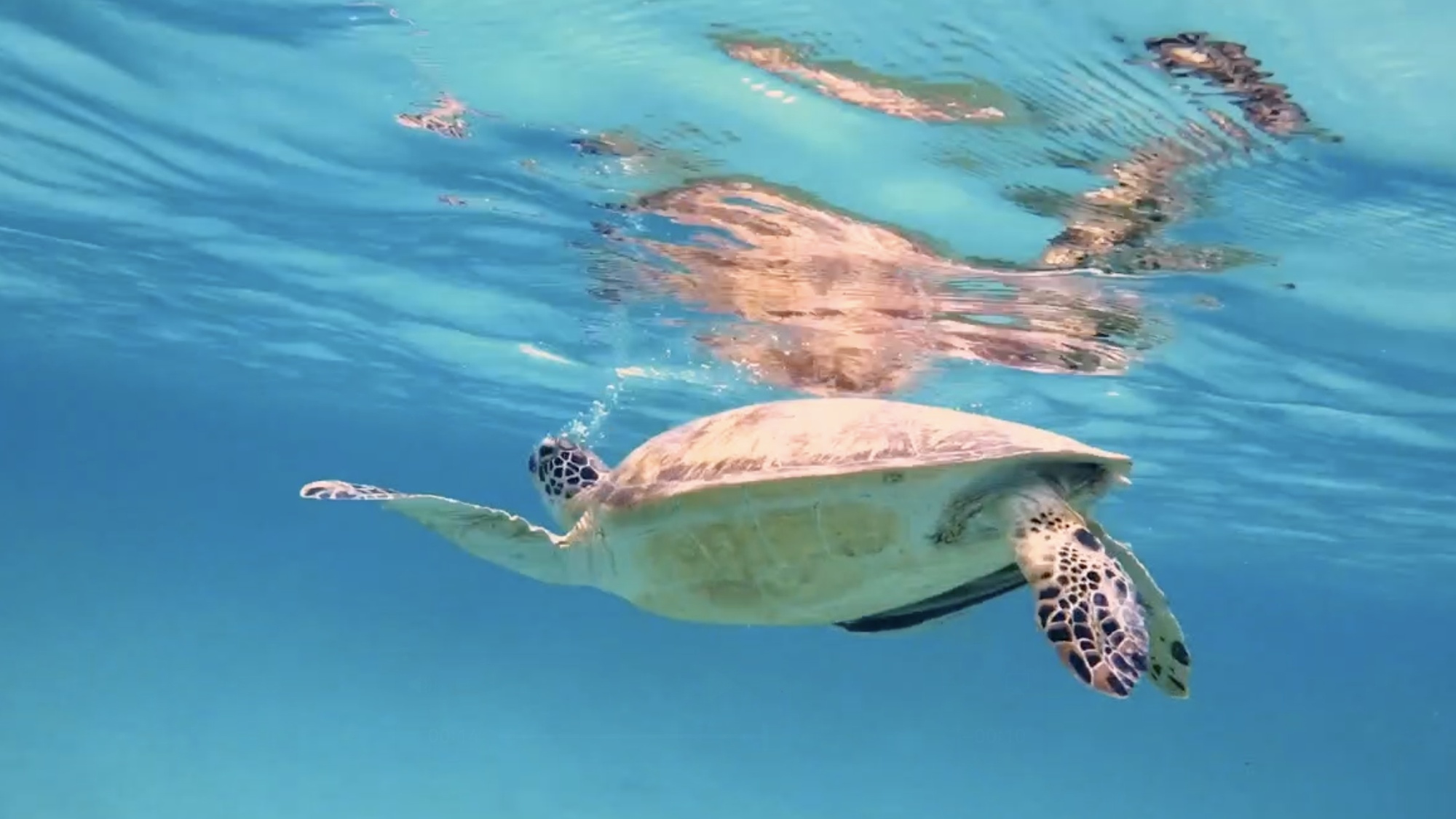 Sea turtle gliding above a coral reef in Port Barton, Palawan, Philippines